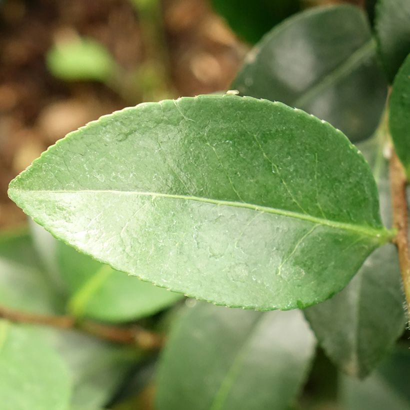 Camellia sasanqua Belinda (Folhagem)