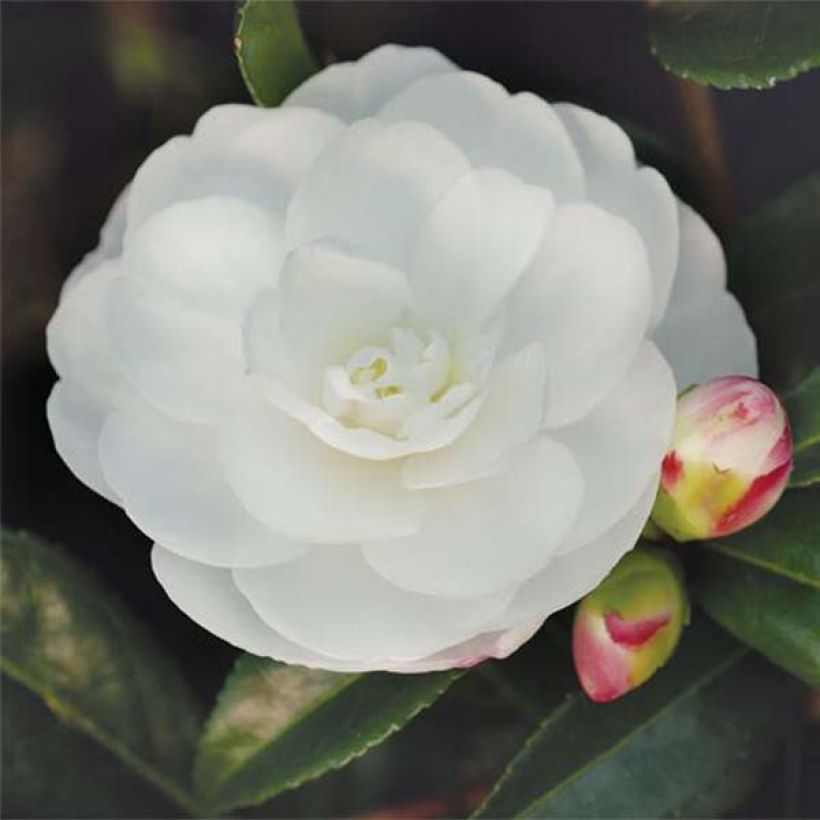 Camellia sasanqua Early Pearly (Floração)