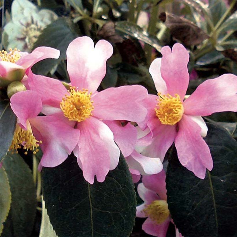Camellia sasanqua Yume (Floração)