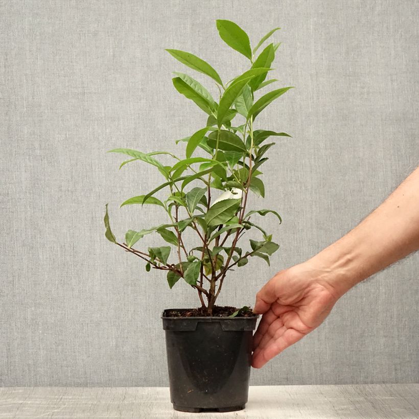 Amostra de Camellia sinensis Théojardin Vaso de 2 L/3 L tal como entregue no verão