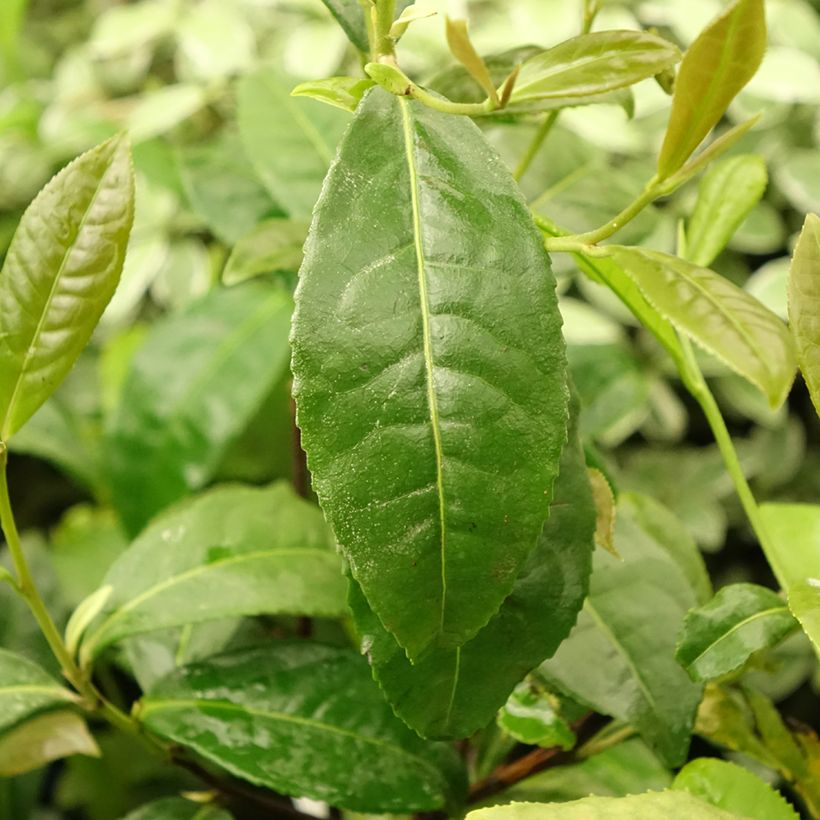 Camellia sinensis Théojardin (Folhagem)