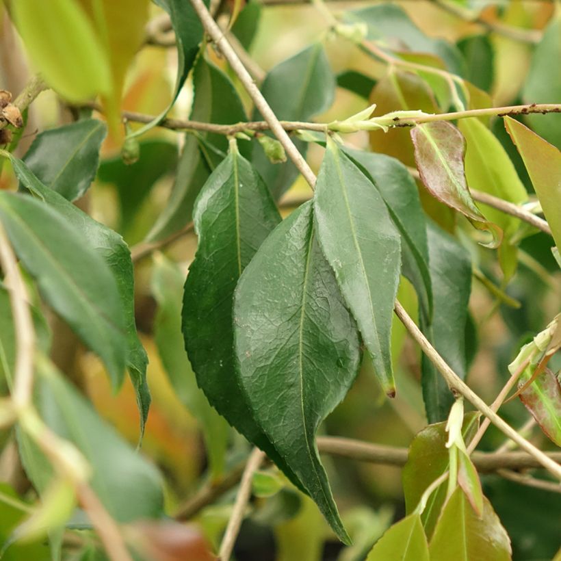 Camellia tsaii (Folhagem)