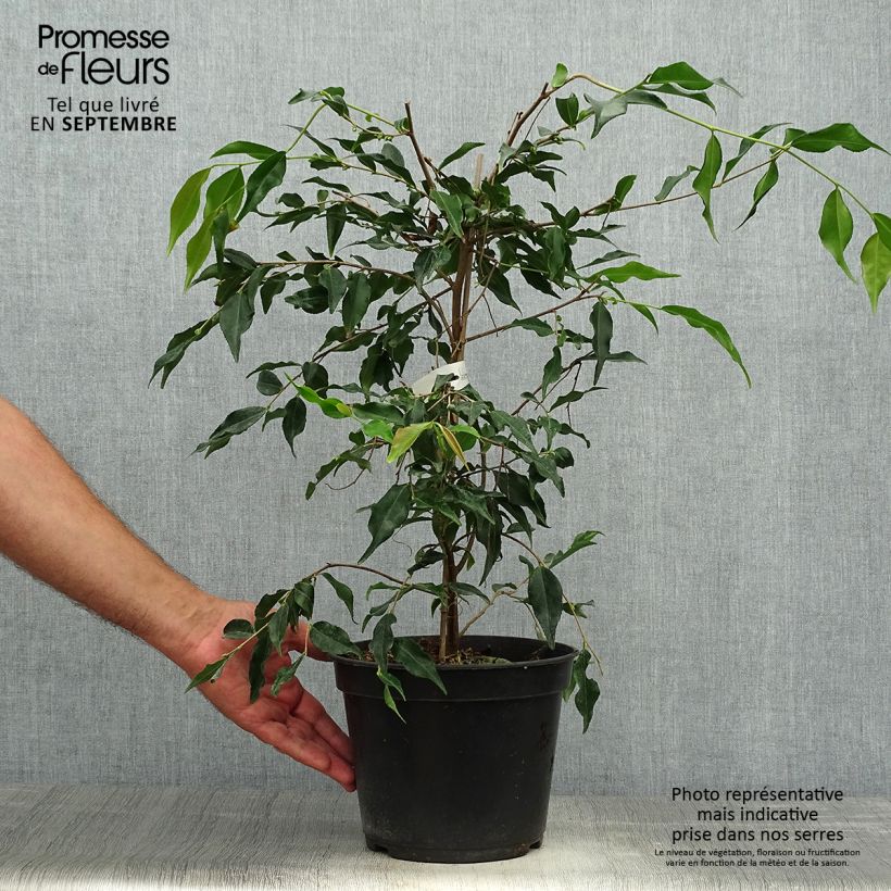 Amostra de Camellia tsaii Vaso de 4 L/5 L tal como entregue no outono