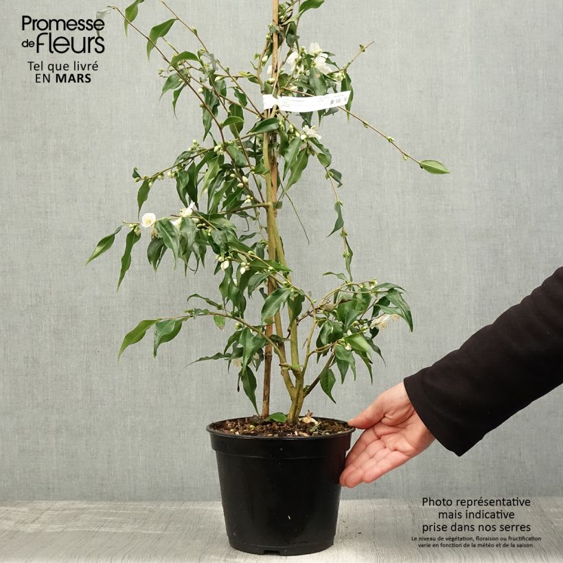 Amostra de Camellia tsaii Vaso de 4 L/5 L tal como entregue na primavera