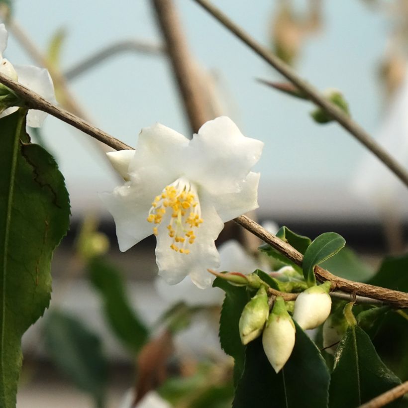 Camellia tsaii (Floração)