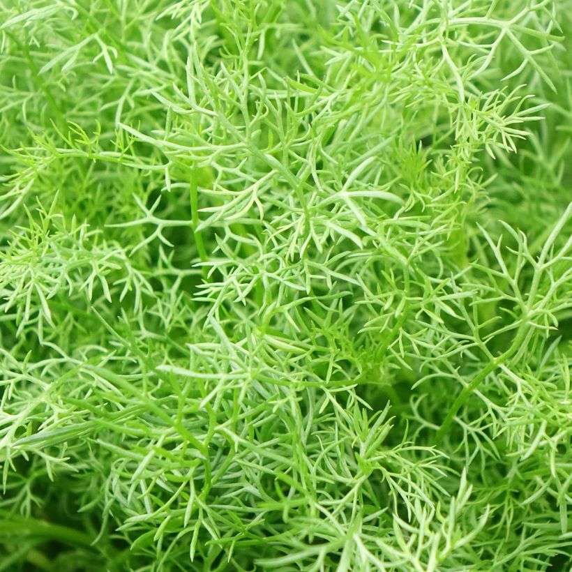 Matricaria chamomilla em sementes (Folhagem)