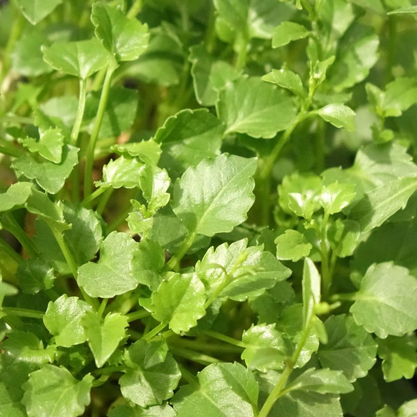 Campânula cochleariifolia Alba (Folhagem)