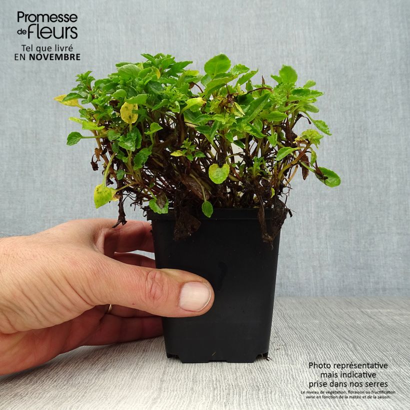 Amostra de Campânula cochleariifolia Vaso de 8/9 cm tal como entregue no outono