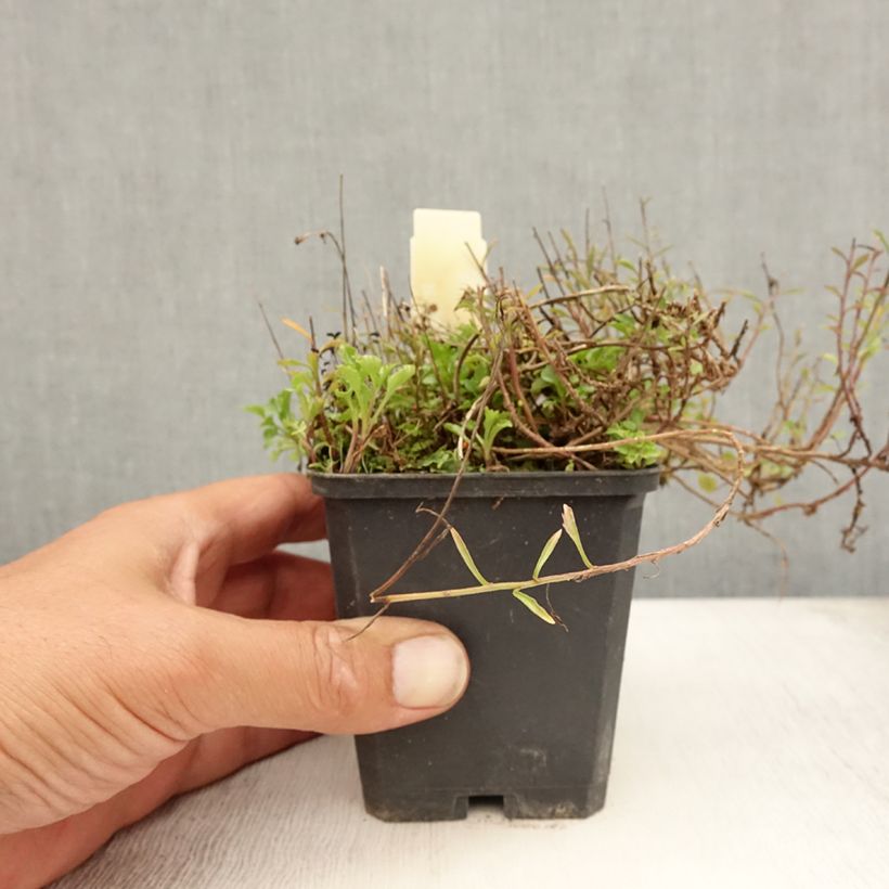 Amostra de Campânula cochleariifolia Vaso de 8/9 cm tal como entregue no verão