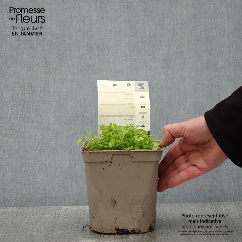 Amostra de Campanula garganica Dickson s Gold - Campanule étoilée Vaso de 2 L/3 L tal como entregue no inverno