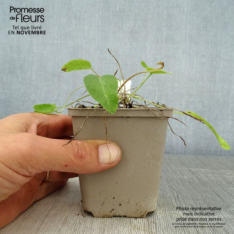 Amostra de Campânula glomerata Genti Twisterbell Vaso de 8/9 cm tal como entregue no outono