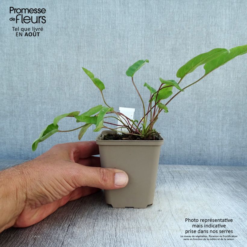 Amostra de Campânula glomerata Genti Twisterbell Vaso de 8/9 cm tal como entregue no verão