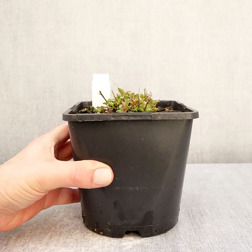 Amostra de Campânula persicifolia La Bello Vaso de 2 L/3 L tal como entregue no inverno