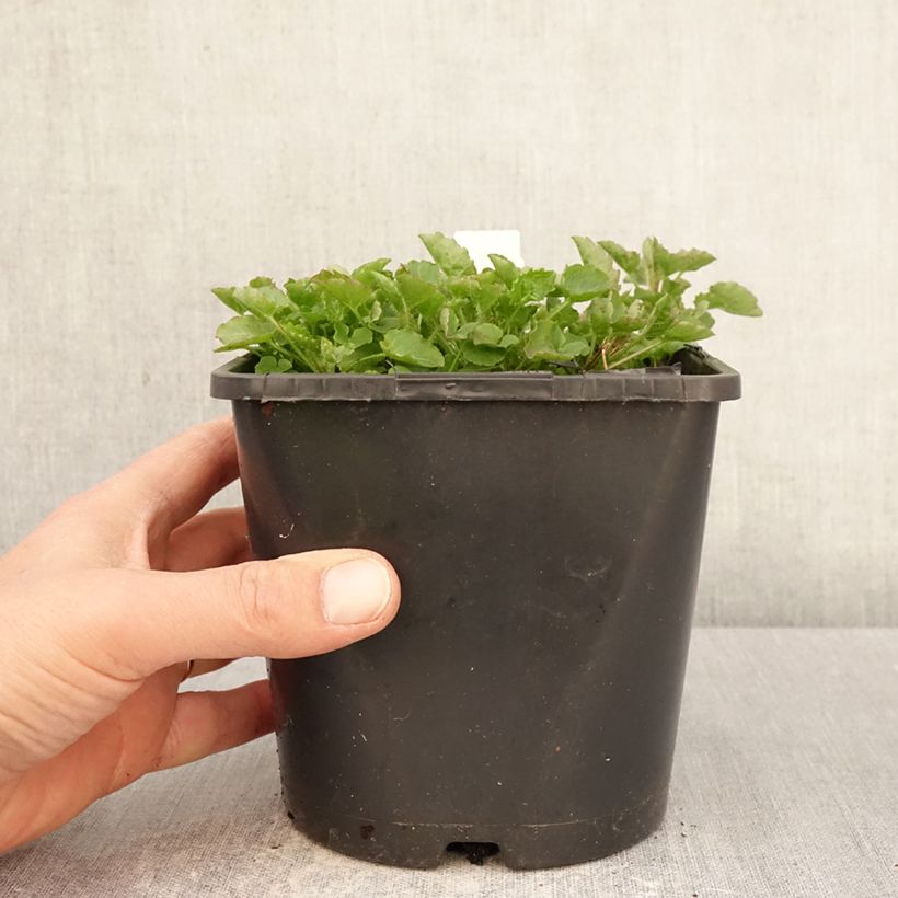 Amostra de Campânula persicifolia La Bello Vaso de 2 L/3 L tal como entregue na primavera