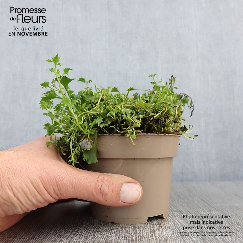 Amostra de Campanula portenschlagiana Ambella Intense Purple - Campanule des Murets Pot de 1L/1,5L tal como entregue no outono