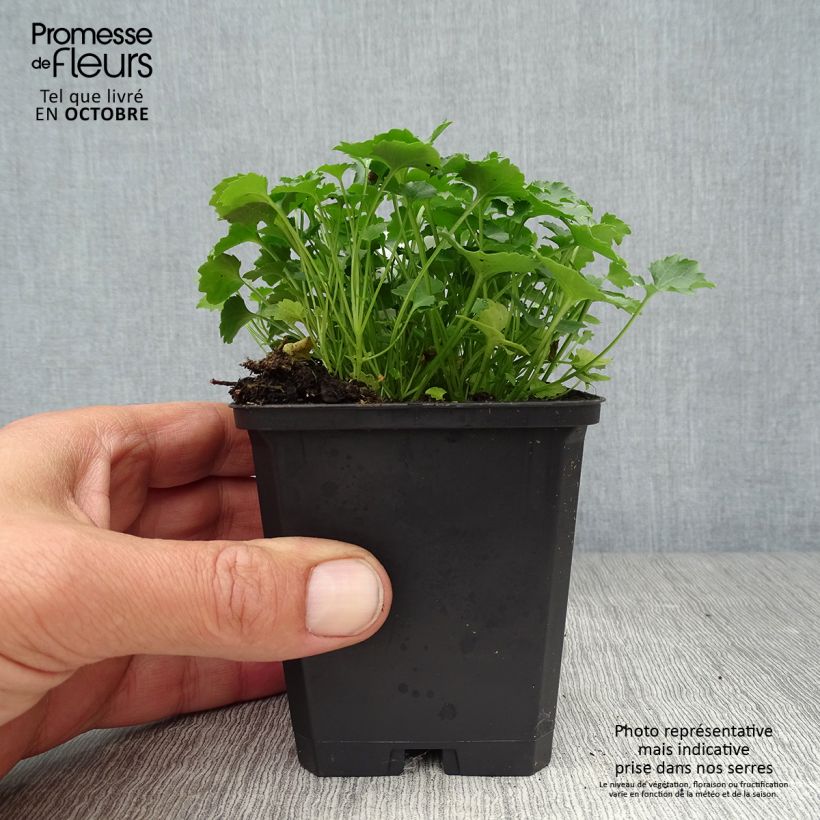 Amostra de Campânula portenschlagiana Resholt Variety Vaso de 8/9 cm tal como entregue no outono
