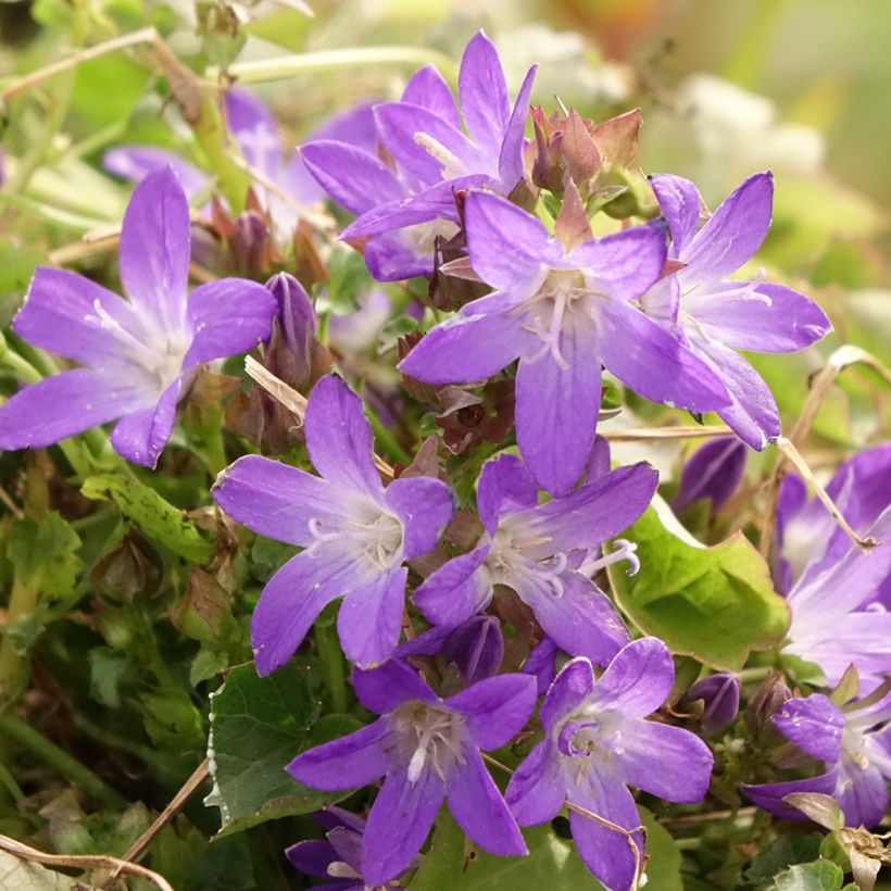 Campânula poscharskyana Adansa Purple (Floração)