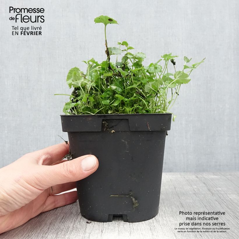 Amostra de Campanule poscharskyana Vaso de 2 L/3 L tal como entregue no inverno