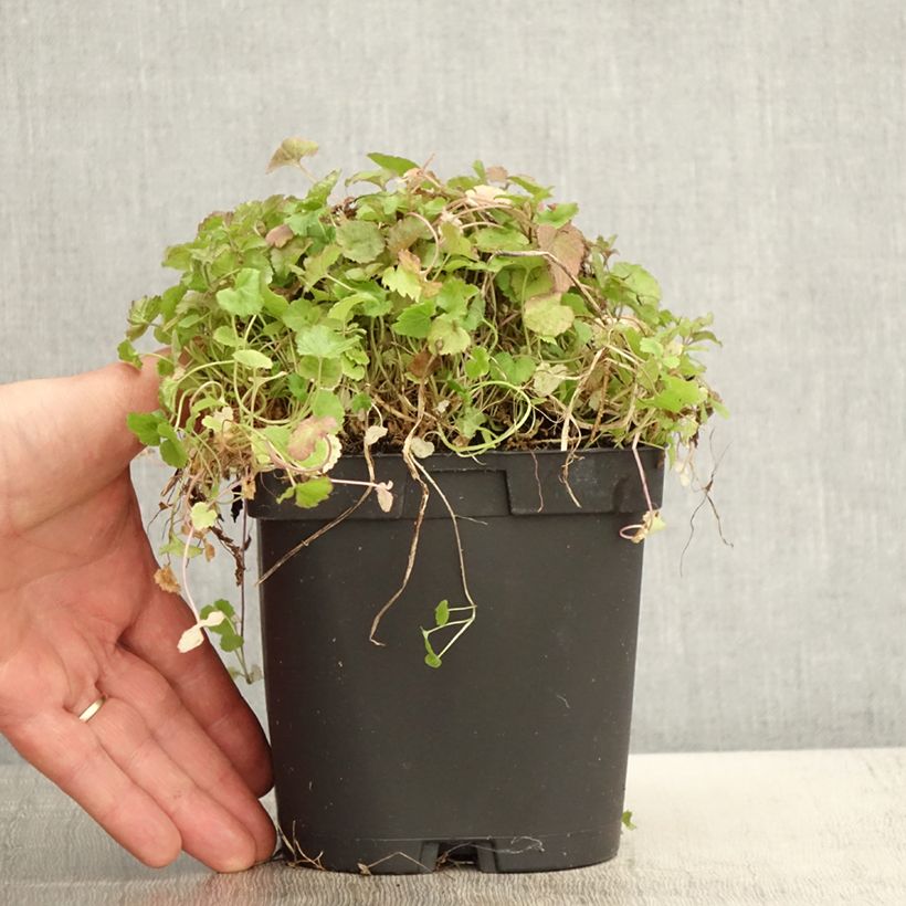 Amostra de Campânula poscharskyana Vaso de 2 L/3 L tal como entregue na primavera