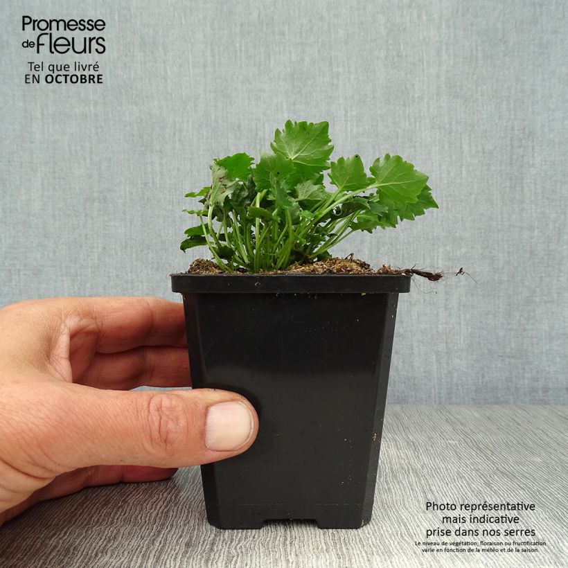Amostra de Campânula poscharskyana Stella Vaso de 8/9 cm tal como entregue no outono
