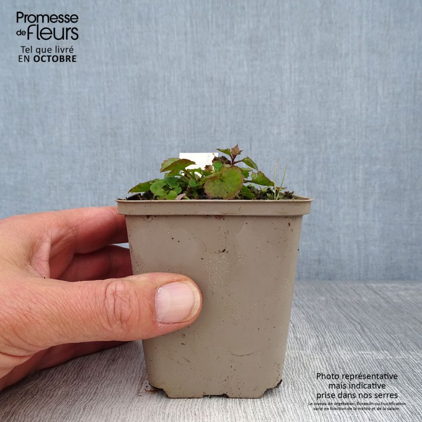 Amostra de Campânula poscharskyana Trollkind Vaso de 8/9 cm tal como entregue no outono