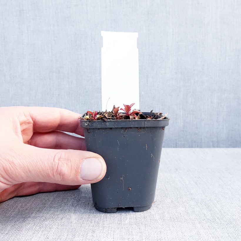 Amostra de Campânula punctata Milky Way Vaso de 8/9 cm tal como entregue no inverno