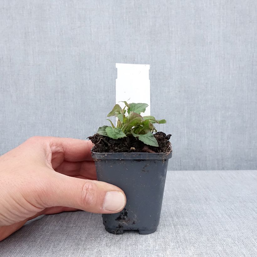 Amostra de Campânula punctata Milky Way Vaso de 8/9 cm tal como entregue na primavera