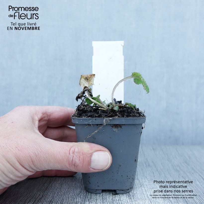 Amostra de Campânula punctata Rubriflora Vaso de 8/9 cm tal como entregue no outono