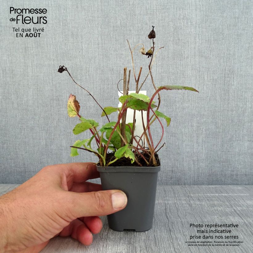 Amostra de Campânula punctata Rubriflora Vaso de 8/9 cm tal como entregue no verão