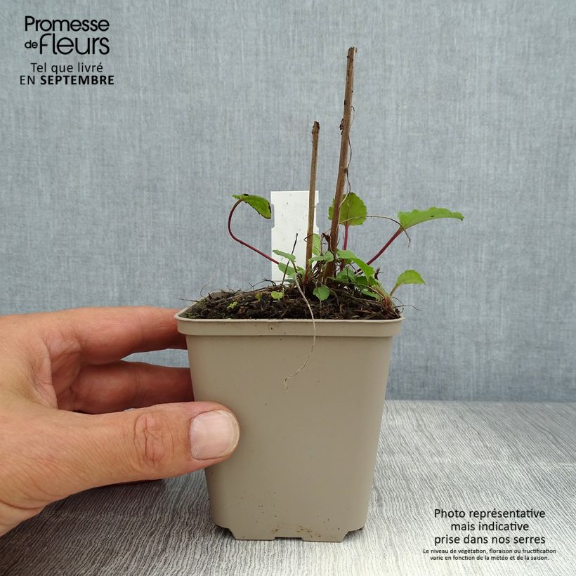 Amostra de Campânula rapunculoides Vaso de 8/9 cm tal como entregue no verão