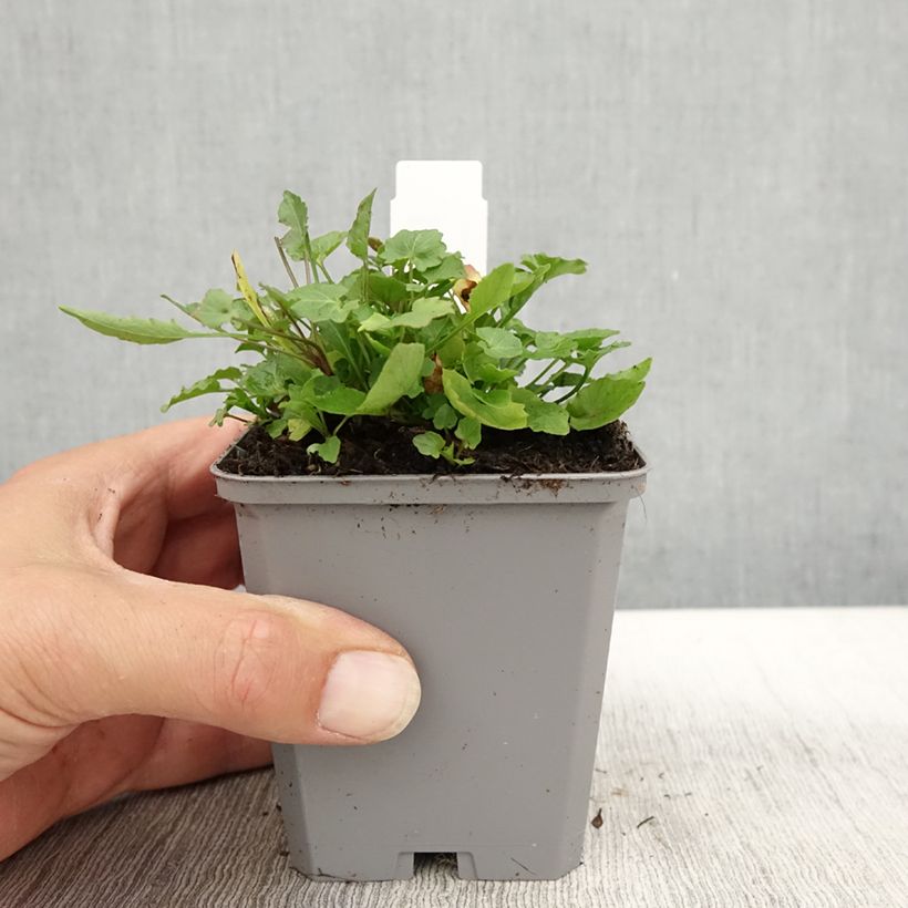 Amostra de Campanula rotundifolia Vaso de 8/9 cm tal como entregue no outono