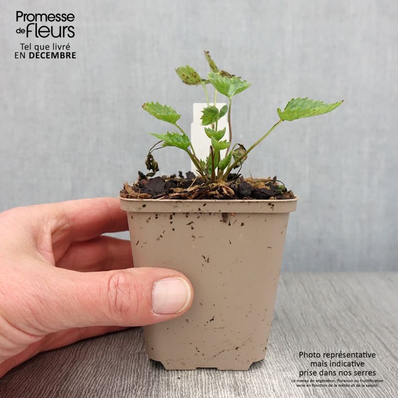 Amostra de Campânula trachelium Bernice Vaso de 8/9 cm tal como entregue no outono