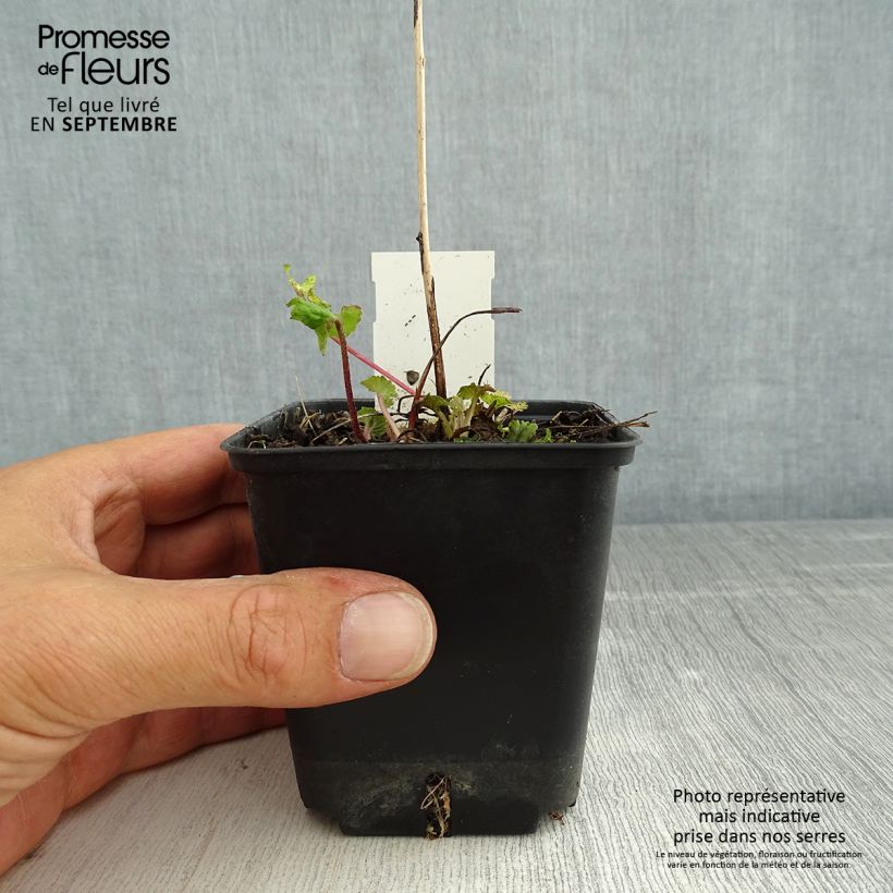 Amostra de Câmpanula trachelium Vaso de 8/9 cm tal como entregue no verão