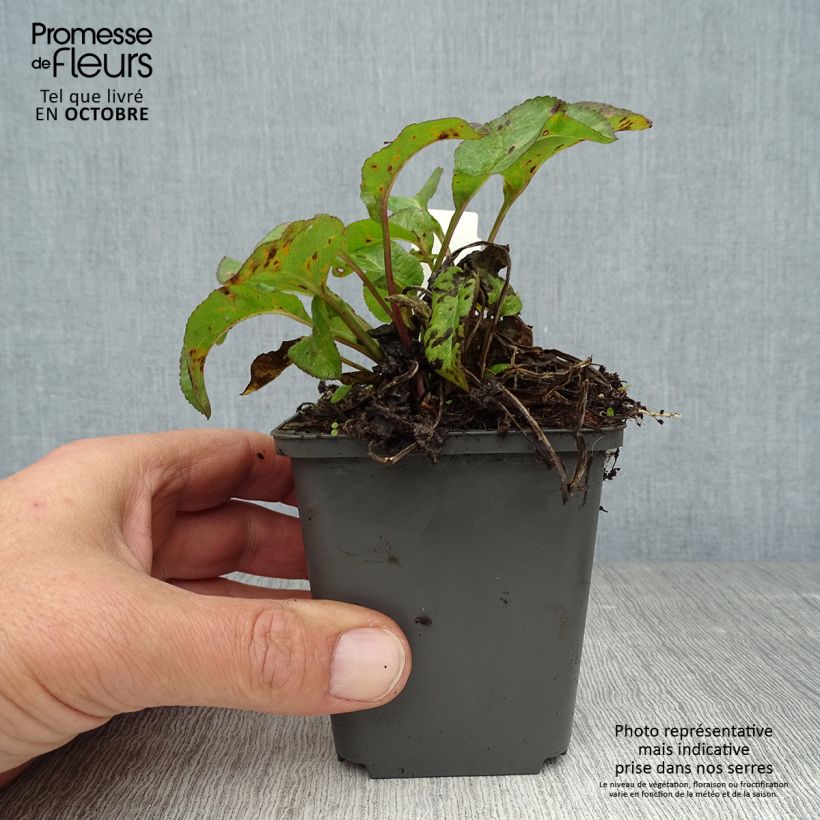 Amostra de Campânula glomerata Superba Vaso de 8/9 cm tal como entregue no outono