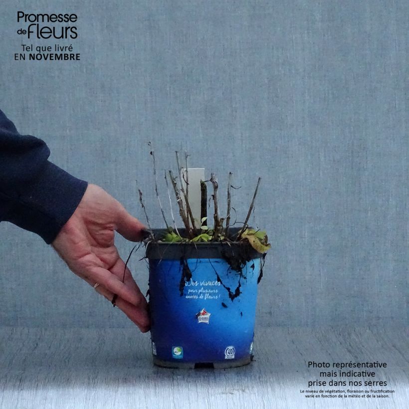 Amostra de Campânula glomerata Superba Vaso de 2 L/3 L tal como entregue no outono