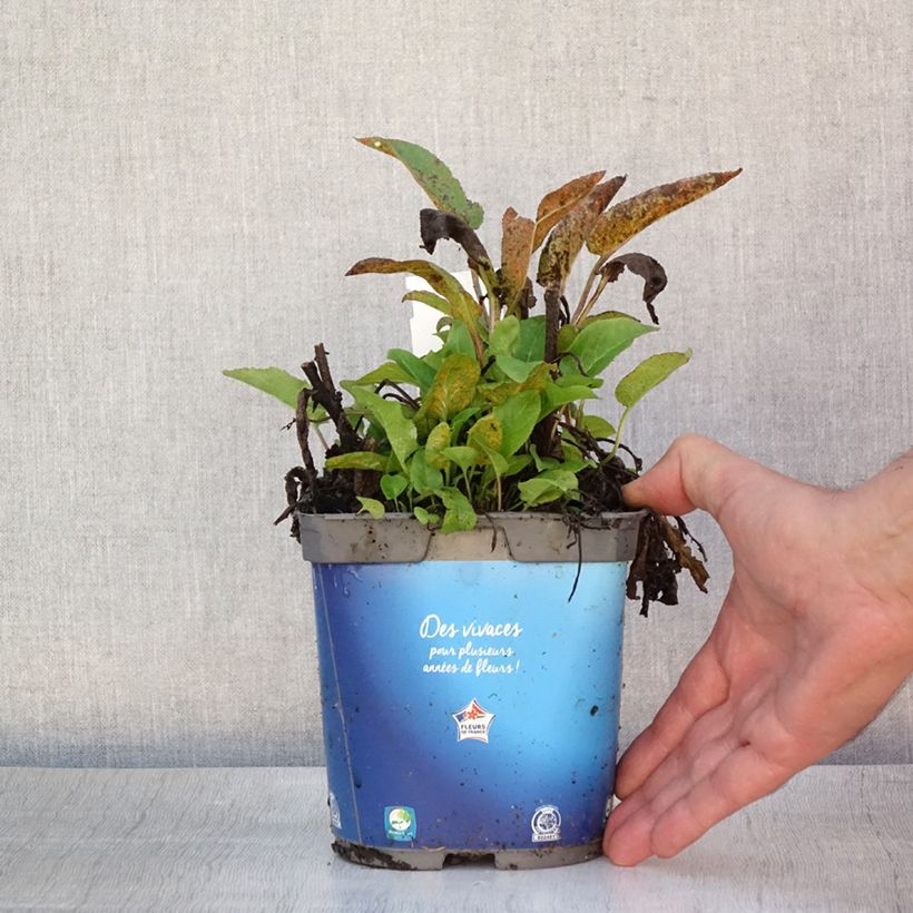 Amostra de Campânula glomerata Superba Vaso de 2 L/3 L tal como entregue no verão
