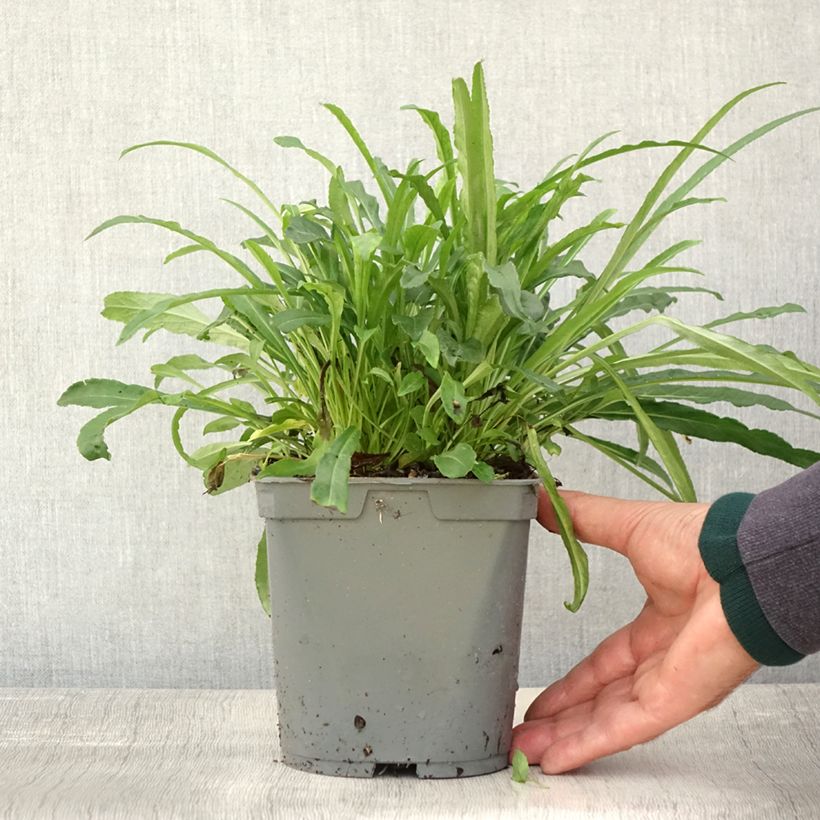 Amostra de Campânula persicifolia Alba Vaso de 2 L/3 L tal como entregue no outono