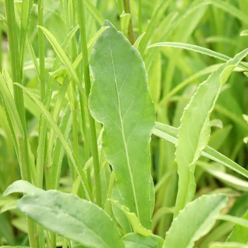 Campânula persicifolia (Folhagem)