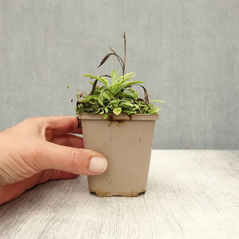 Amostra de Campânula persicifolia La Belle Blue Vaso de 8/9 cm tal como entregue no outono