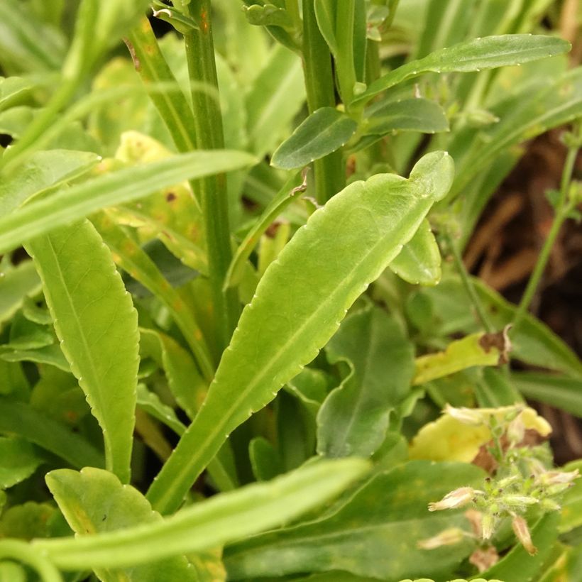 Campânula persicifolia La Bonne Amie - Campânula de folhas de pessegueiro (Folhagem)