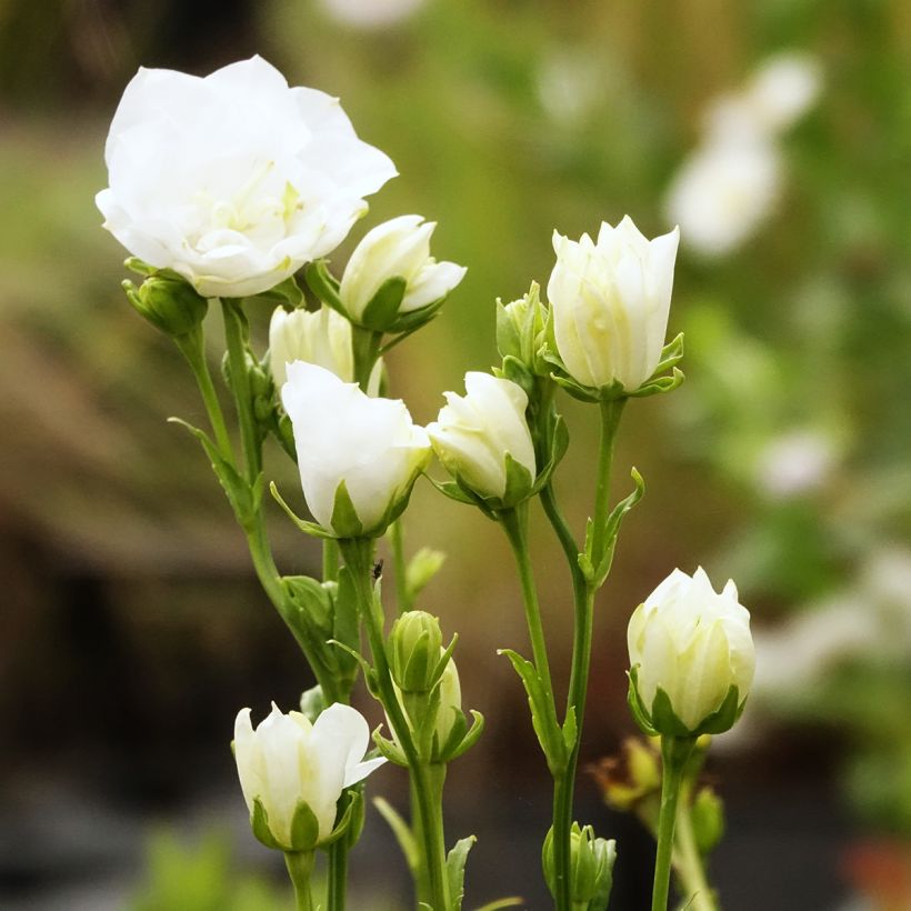 Campânula persicifolia La Bonne Amie - Campânula de folhas de pessegueiro (Floração)