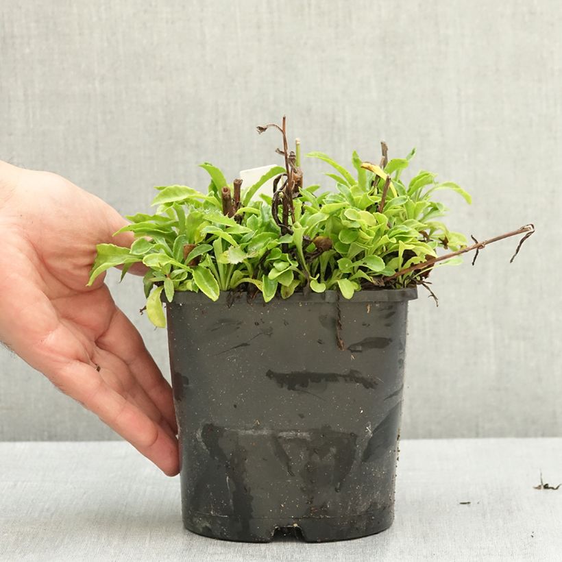Amostra de Campânula persicifolia La Bonne Amie - Campânula de folhas de pessegueiro Vaso de 1,5 L/2 L tal como entregue no verão