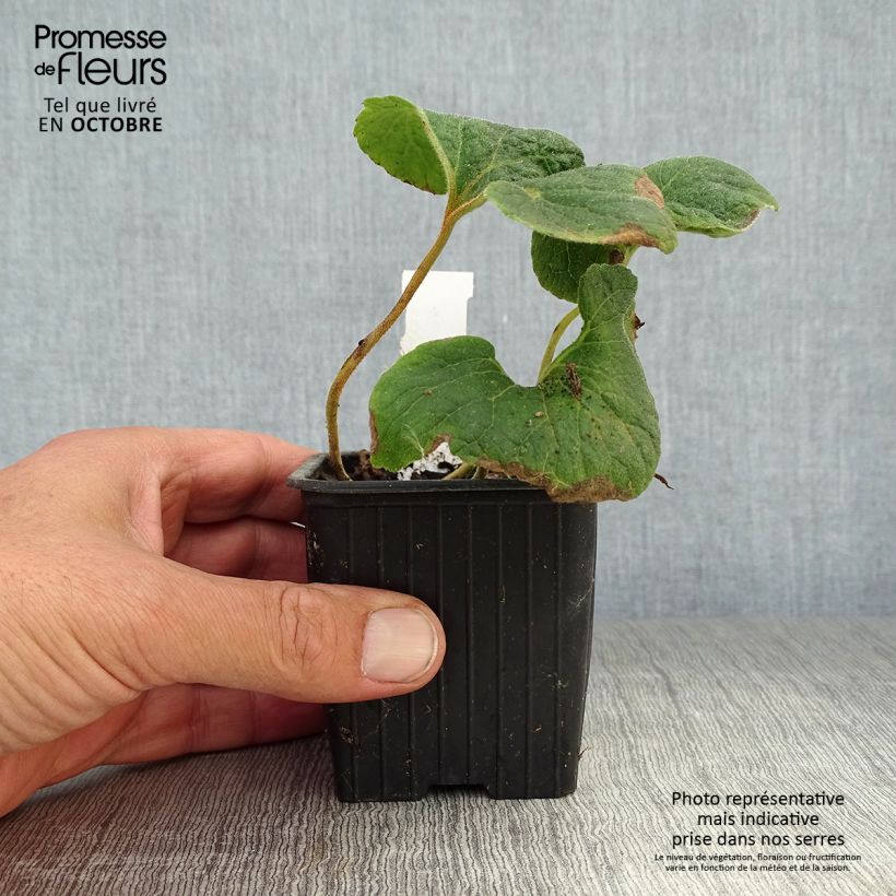 Amostra de Campânula alliariifolia Vaso de 8/9 cm tal como entregue no outono