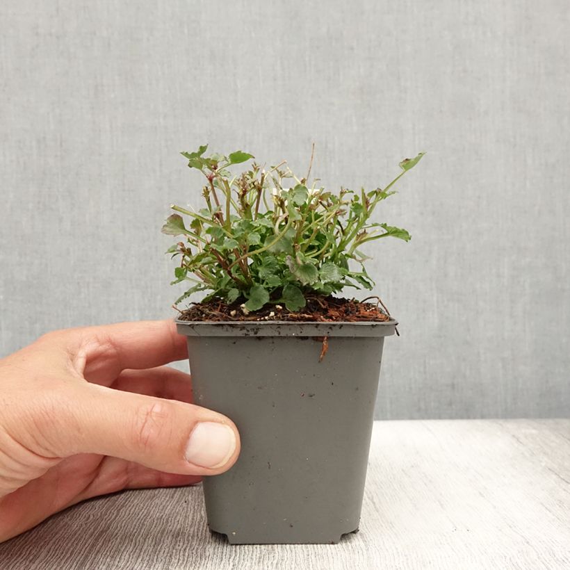 Amostra de Campânula Royal Wave Vaso de 8/9 cm tal como entregue no verão