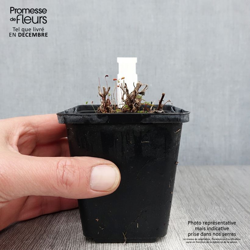 Amostra de Campânula carpatica Vaso de 8/9 cm tal como entregue no outono