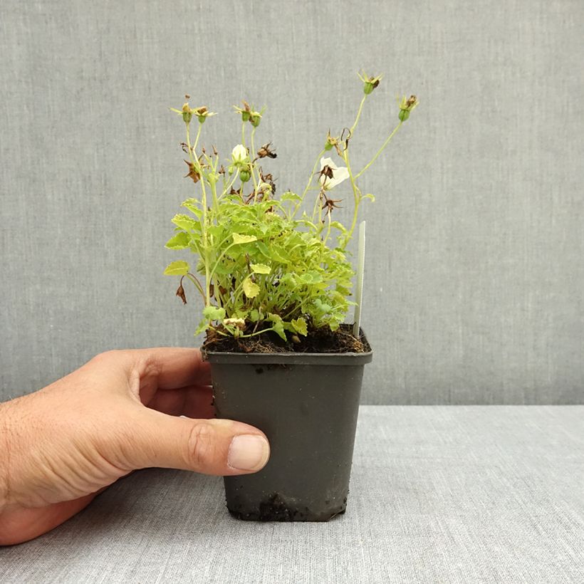Amostra de Campânula carpatica Clips white Vaso de 8/9 cm tal como entregue no verão