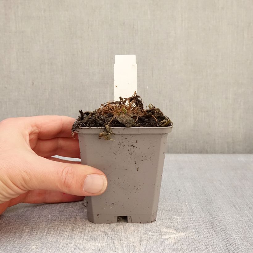 Amostra de Campânula carpatica Clips white Vaso de 8/9 cm tal como entregue no inverno