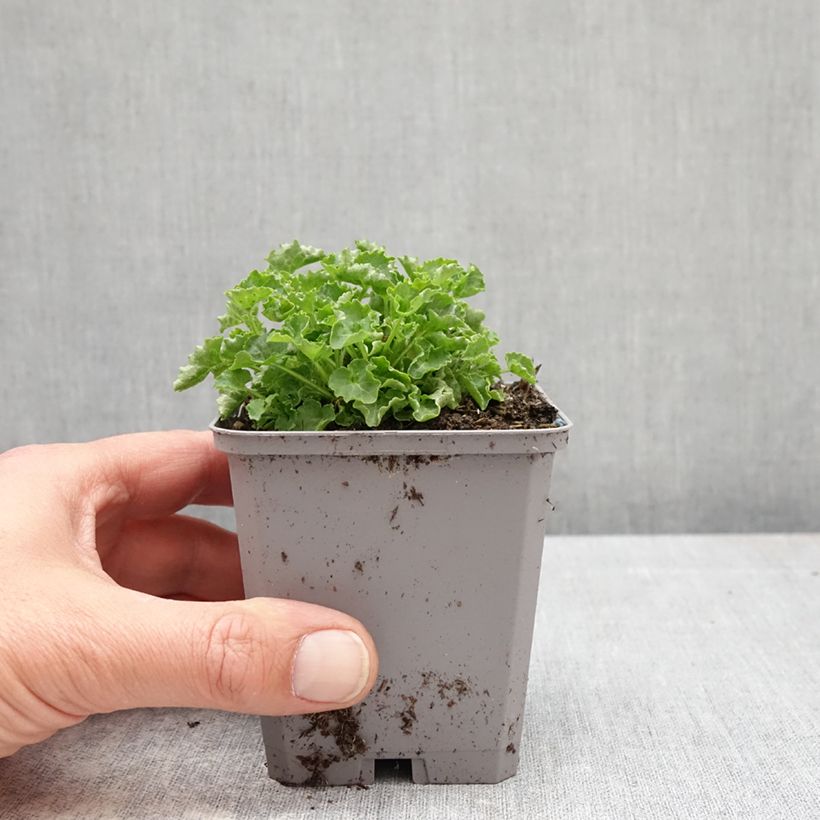 Amostra de Campânula carpatica Clips white Vaso de 8/9 cm tal como entregue na primavera