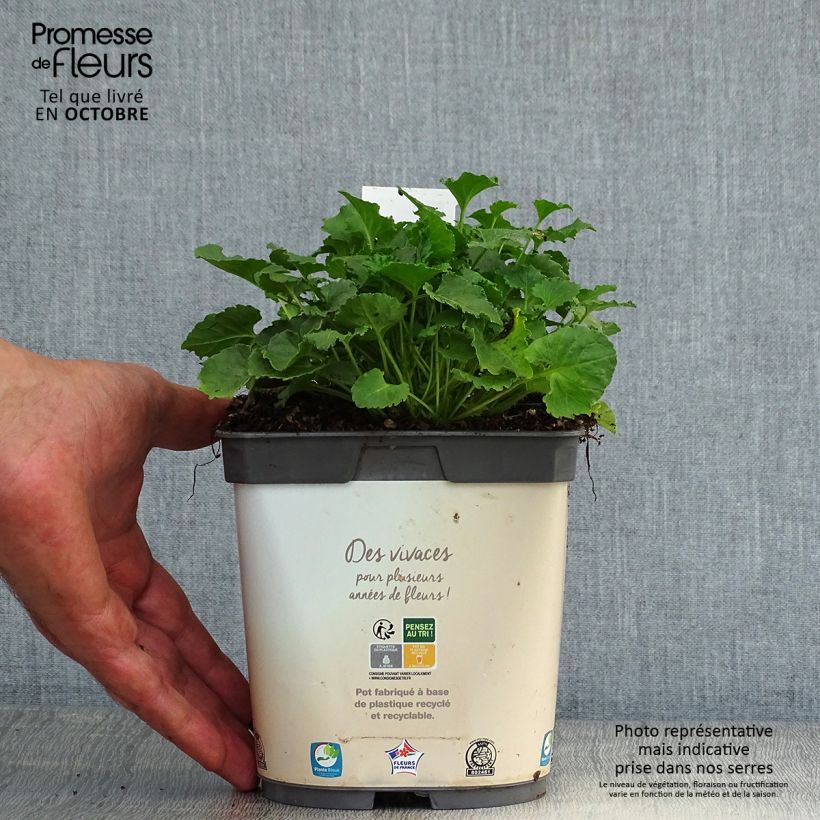Amostra de Campânula carpatica Clips white Vaso de 2 L/3 L tal como entregue no outono