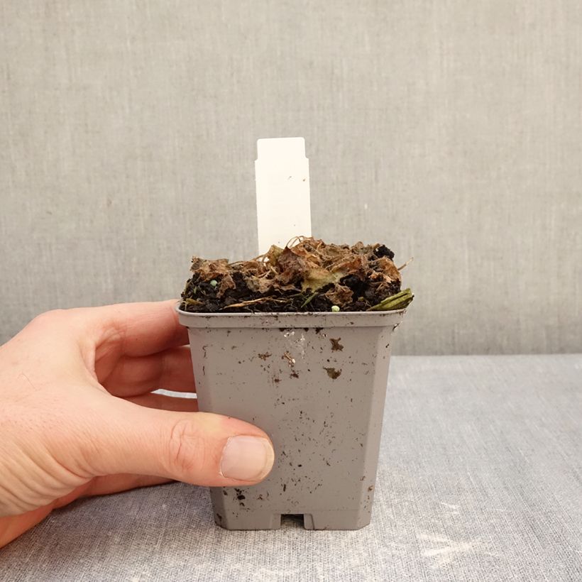 Amostra de Campânula carpatica Clips Blue Vaso de 8/9 cm tal como entregue no inverno